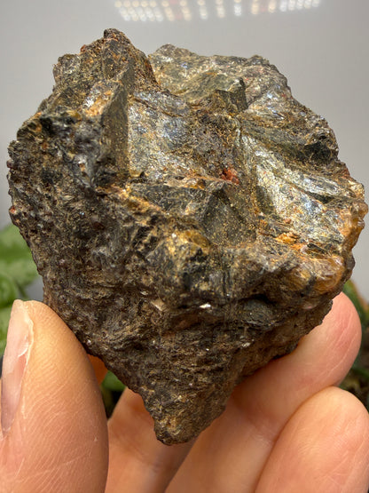 Diaspore- Montejo de la Sierra, Community of Madrid, Spain