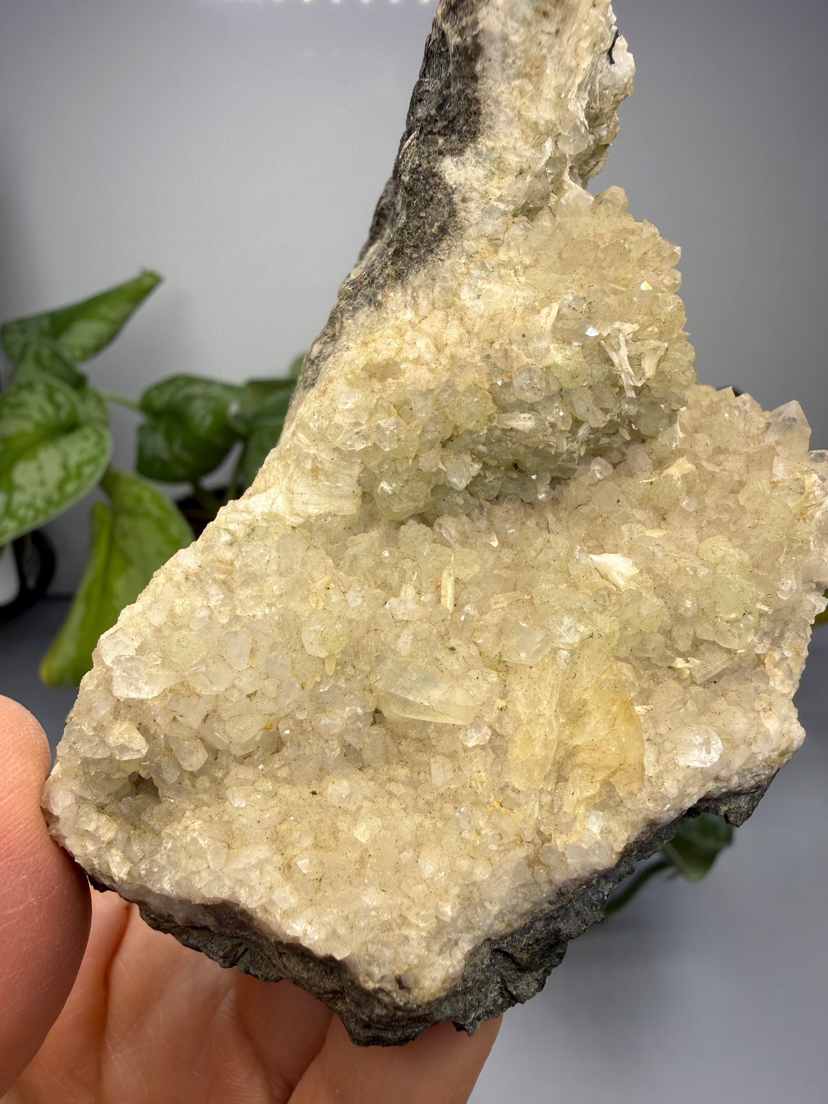 Thaumasite on Prehnite- Paterson, Passaic County, New Jersey, USA