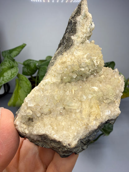 Thaumasite on Prehnite- Paterson, Passaic County, New Jersey, USA