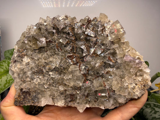 Fluorite- Funky February Pocket, Greenlaws Mine, Daddry Shield, Weardale, County Durham, England