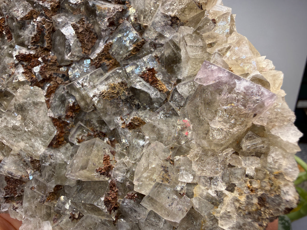 Fluorite- Funky February Pocket, Greenlaws Mine, Daddry Shield, Weardale, County Durham, England