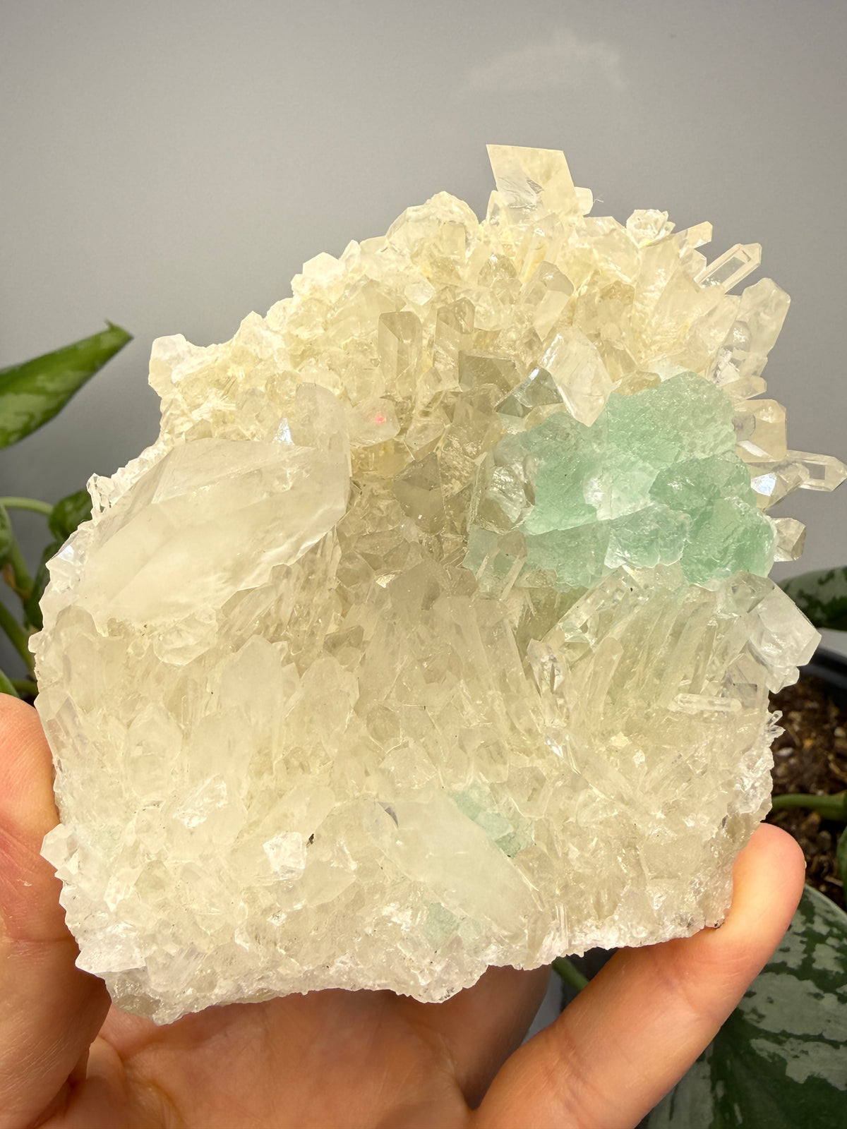 Fluorite on Quartz- Pasto Bueno Mining District, Pampas District, Pallasca Province, Áncash, Peru