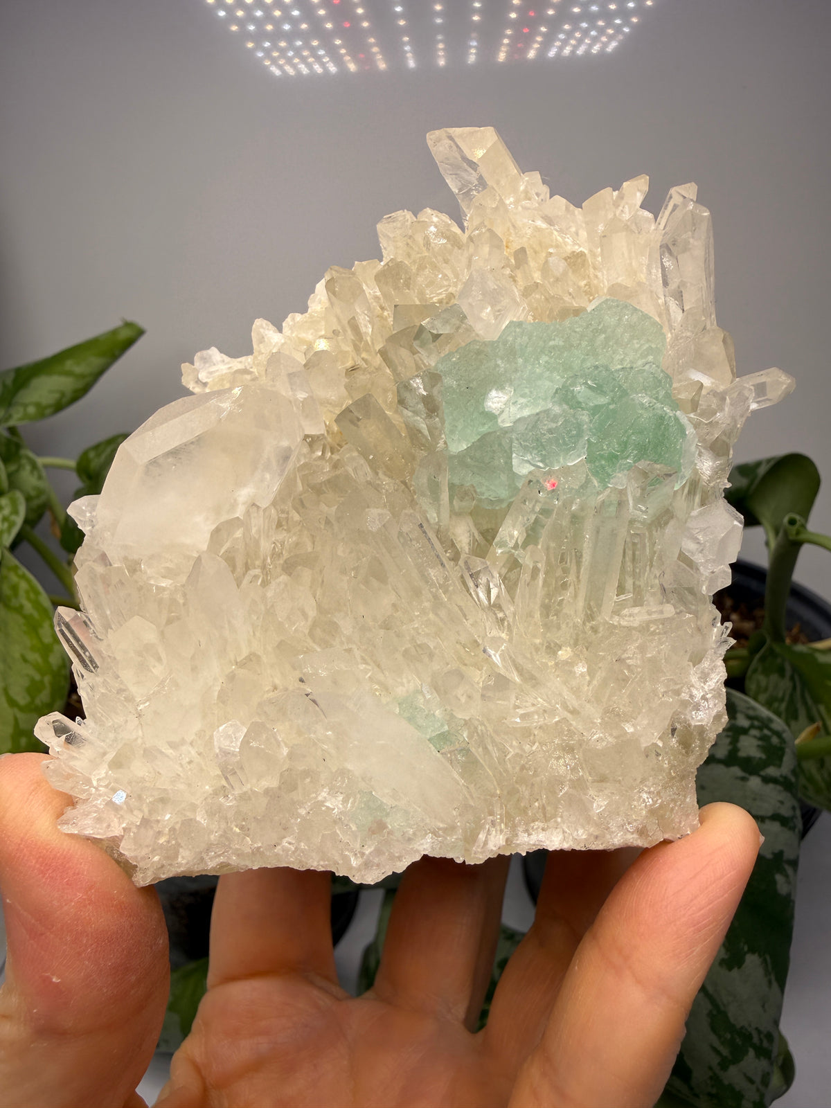Fluorite on Quartz- Pasto Bueno Mining District, Pampas District, Pallasca Province, Áncash, Peru