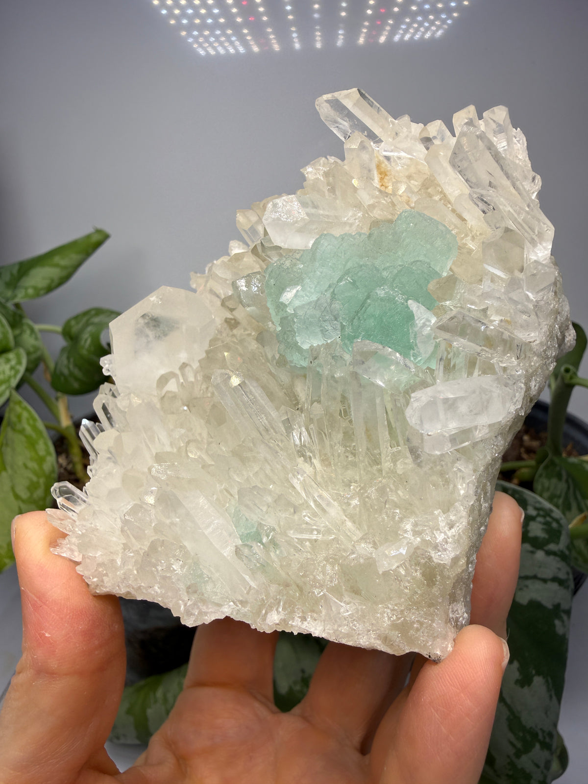 Fluorite on Quartz- Pasto Bueno Mining District, Pampas District, Pallasca Province, Áncash, Peru