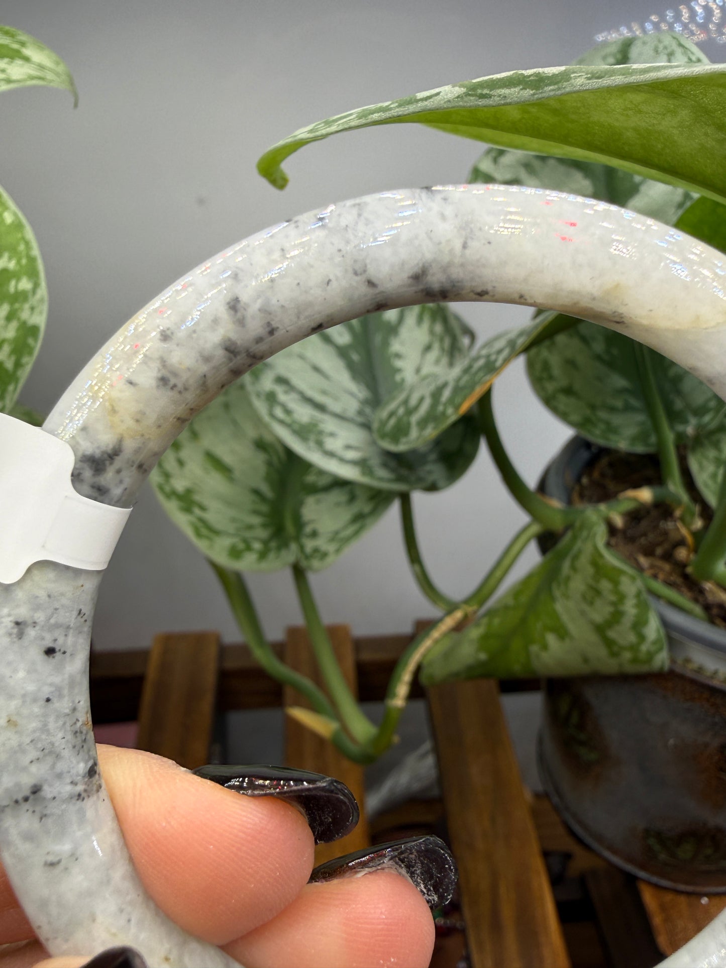 Burmese Jade Bangle – 8mm Wide – 61mm Diameter (Medium)