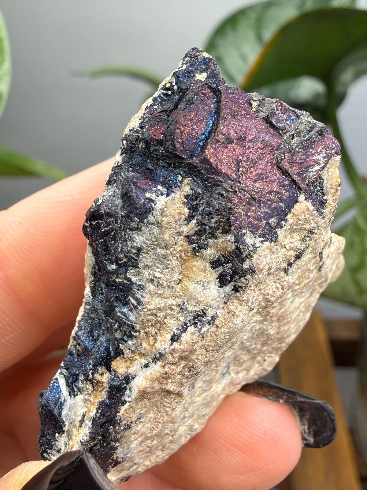 Covellite- East Colusa Mine, Butte Mining District, Silver Bow County, Montana, USA