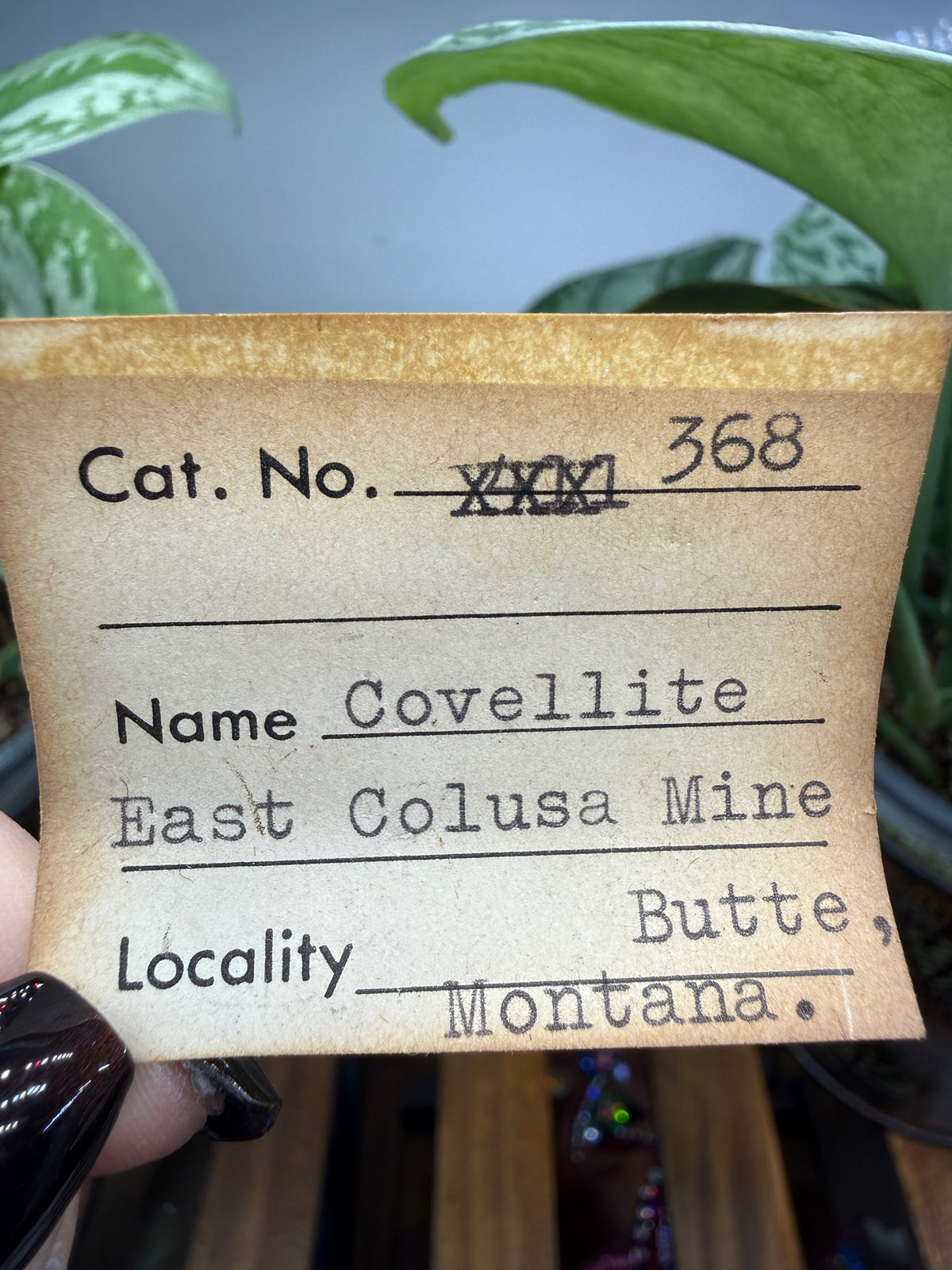 Covellite- East Colusa Mine, Butte Mining District, Silver Bow County, Montana, USA
