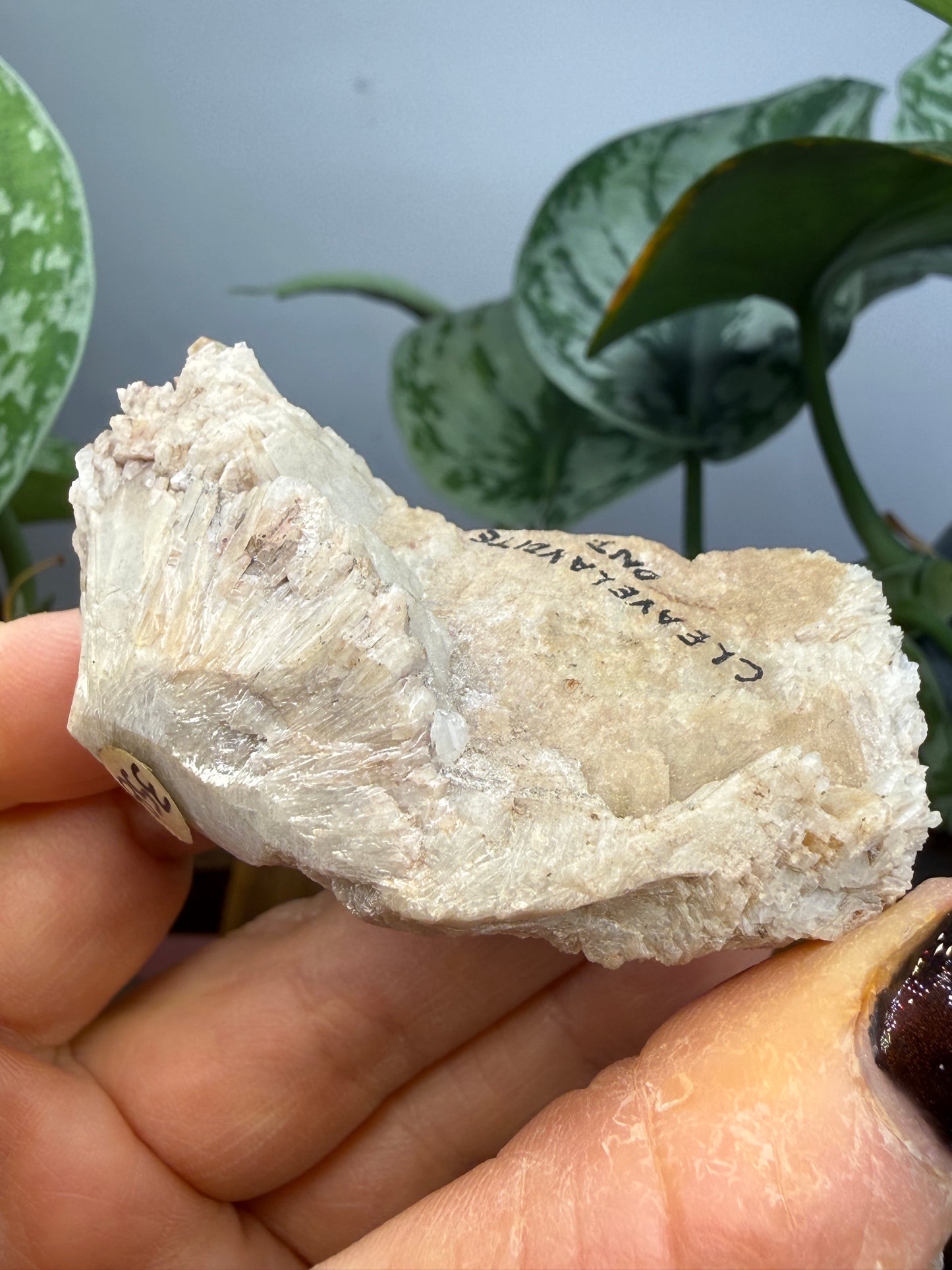 Cleavelandite- Beryl Pit, Lyndoch Township, Brudenell-Lyndoch-and-Raglan, Renfrew Co, Ontario, Canada