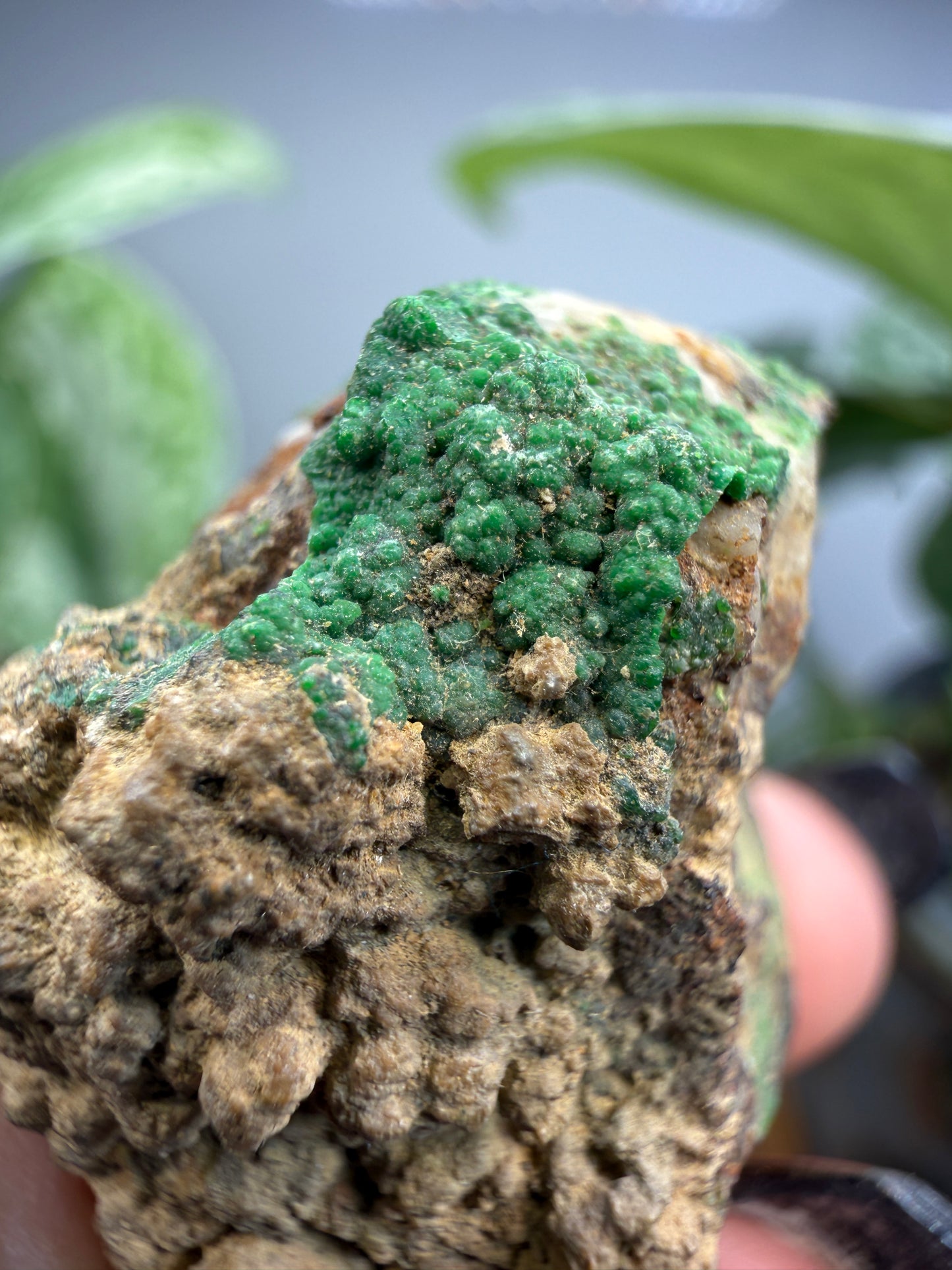 Conichalcite- Jaub Co, Utah