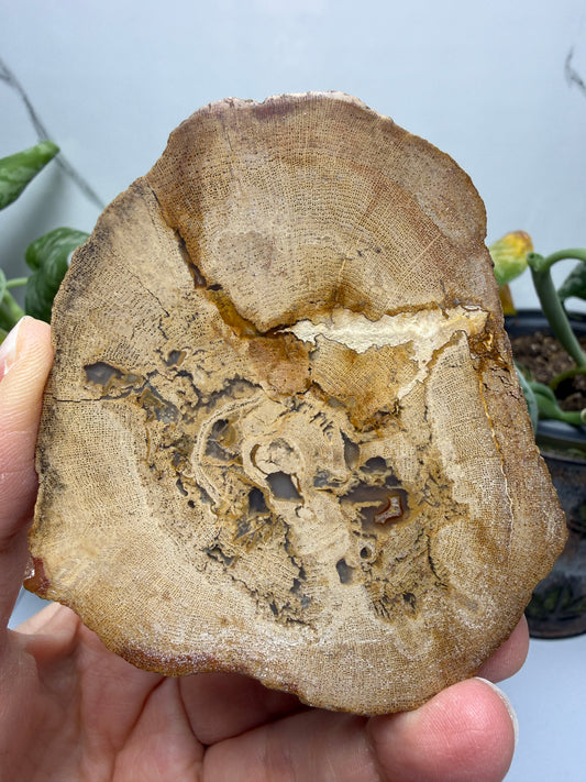 Petrified Palm Wood- Eden Valley, Sweetwater County, Wyoming, USA