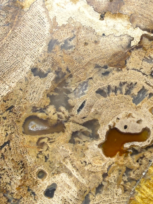 Petrified Palm Wood- Eden Valley, Sweetwater County, Wyoming, USA