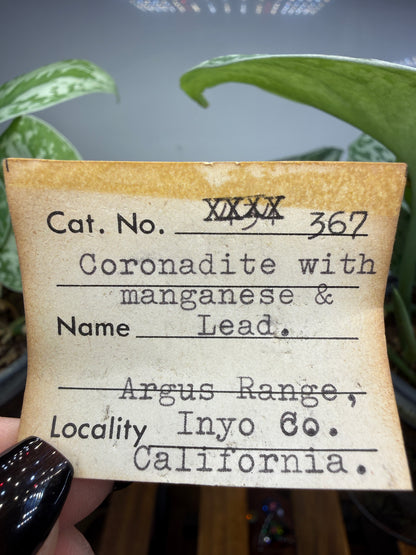 Coronadite- Defense Mine, Lookout Mining District, Inyo County, California