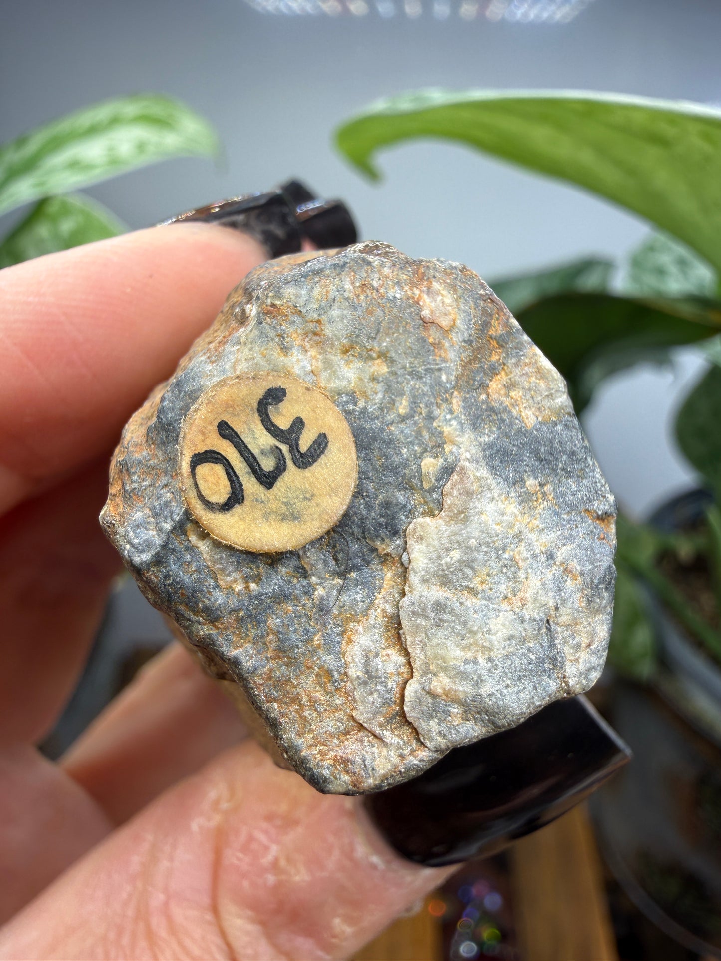 Chiastolite- Madera County, California, USA