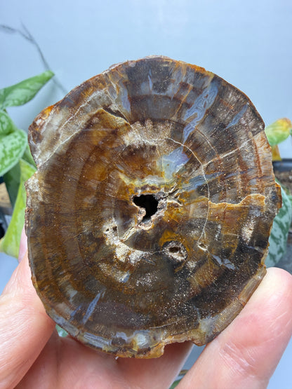 Petrified Hickory Wood- Oregon, USA