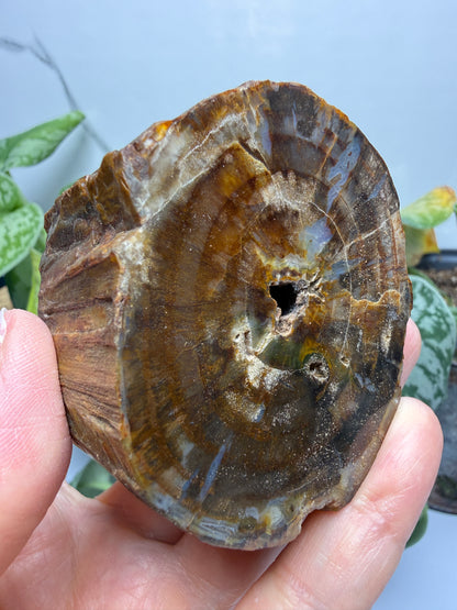 Petrified Hickory Wood- Oregon, USA