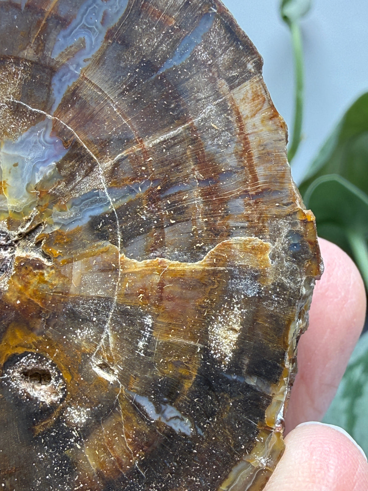 Petrified Hickory Wood- Oregon, USA