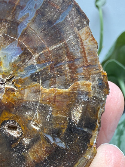 Petrified Hickory Wood- Oregon, USA
