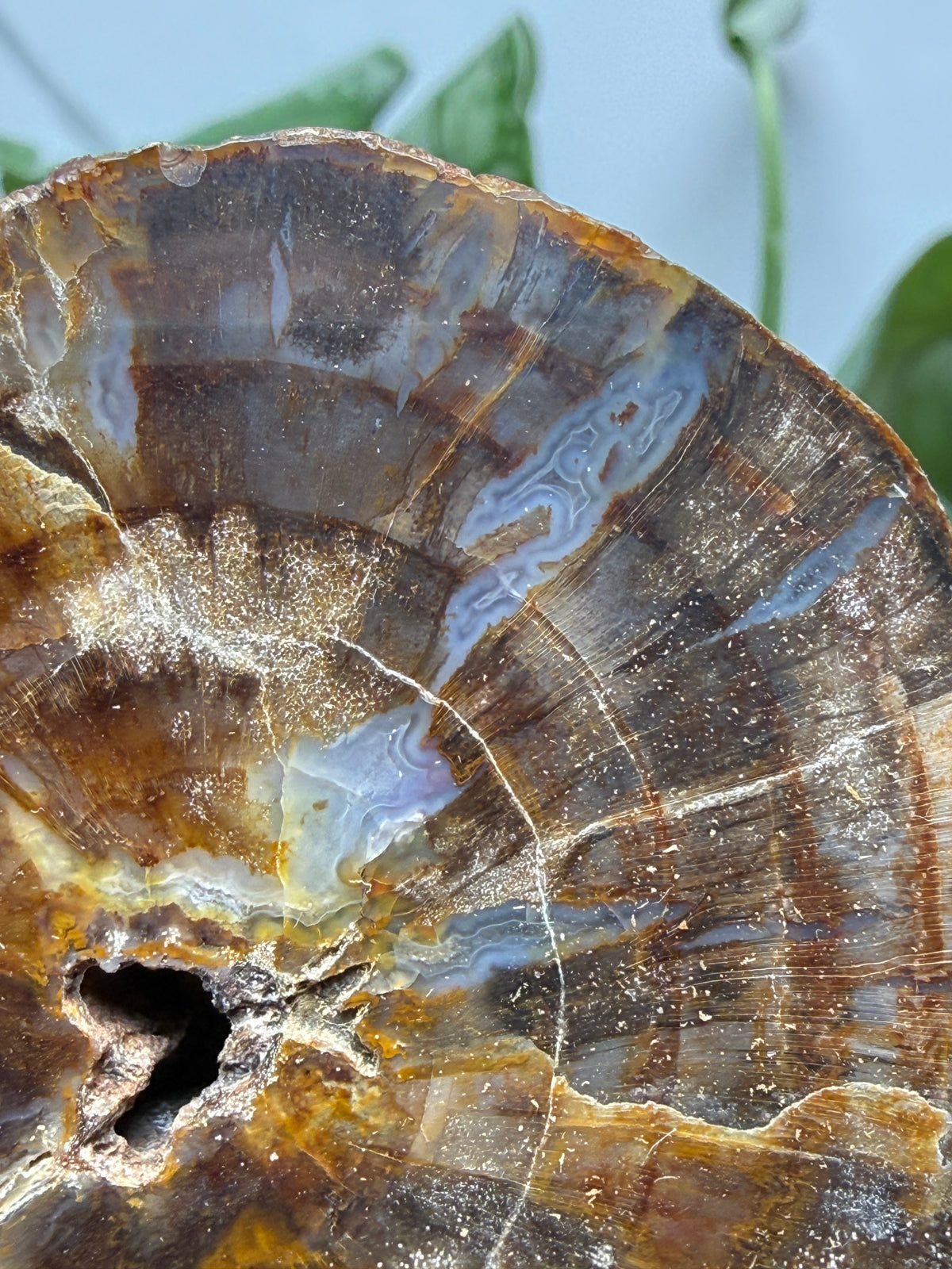 Petrified Hickory Wood- Oregon, USA