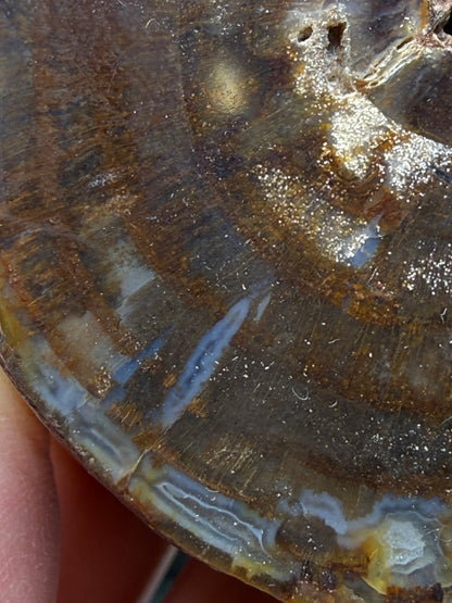 Petrified Hickory Wood- Oregon, USA