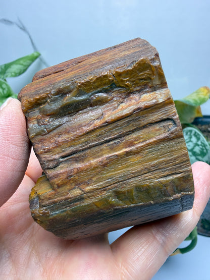 Petrified Hickory Wood- Oregon, USA