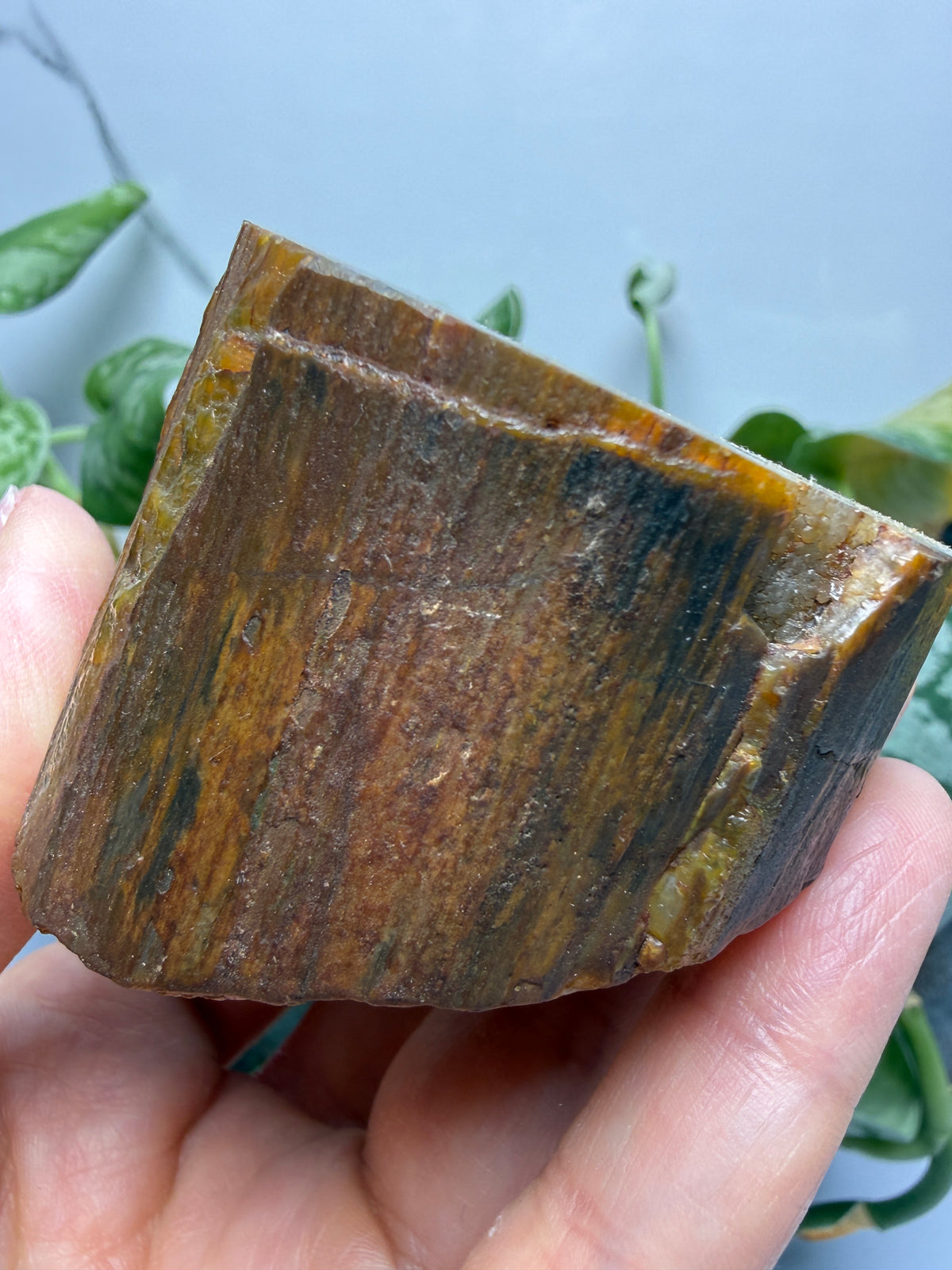 Petrified Hickory Wood- Oregon, USA