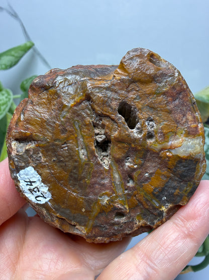 Petrified Hickory Wood- Oregon, USA