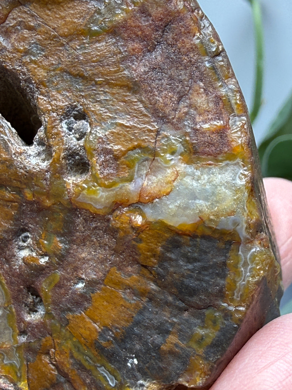 Petrified Hickory Wood- Oregon, USA
