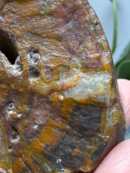 Petrified Hickory Wood- Oregon, USA