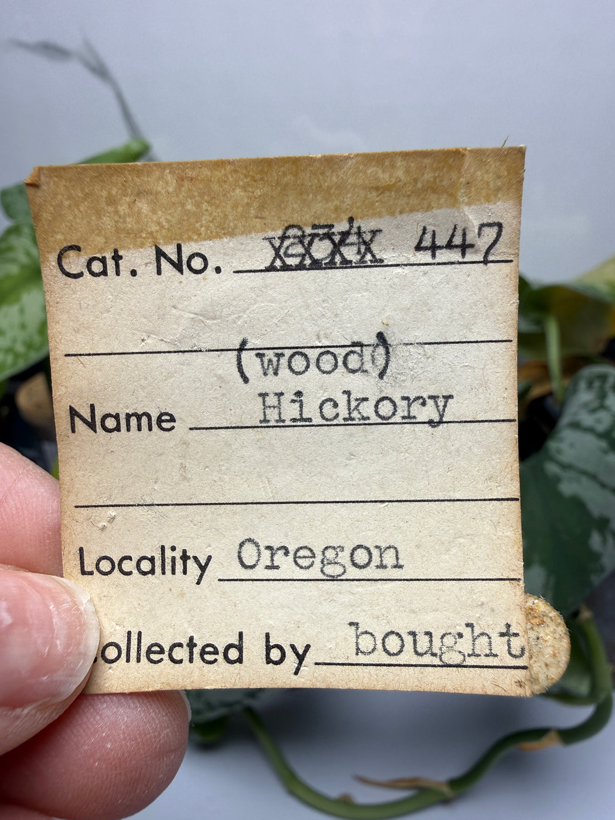 Petrified Hickory Wood- Oregon, USA