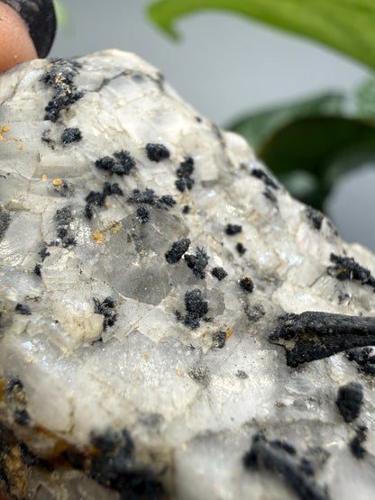 Silver Ore with unid black metallic mineral- Colorado, USA