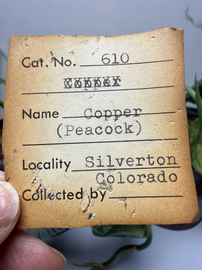 Bornite (Peacock Ore)- Silverton, San Juan County, Colorado, USA