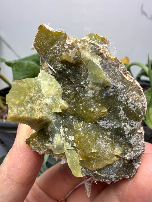 Serpentine var. Chrysotile- Regal Mine, near Globe, Gila County, Arizona, USA