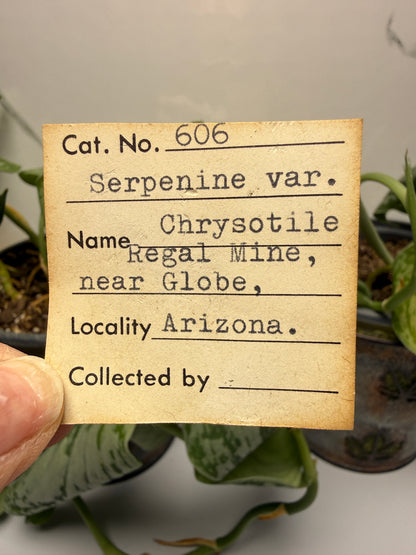 Serpentine var. Chrysotile- Regal Mine, near Globe, Gila County, Arizona, USA