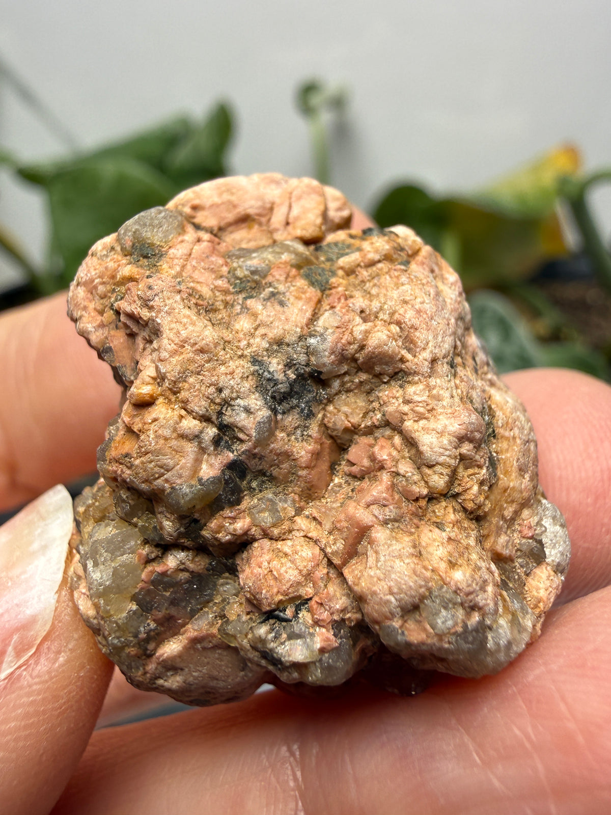 Graphic Granite (Quartz and Feldspar)- Pikes Peak area, El Paso County, Colorado, USA