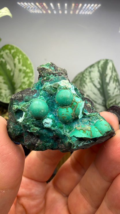 Chrysocolla- Arizona, USA