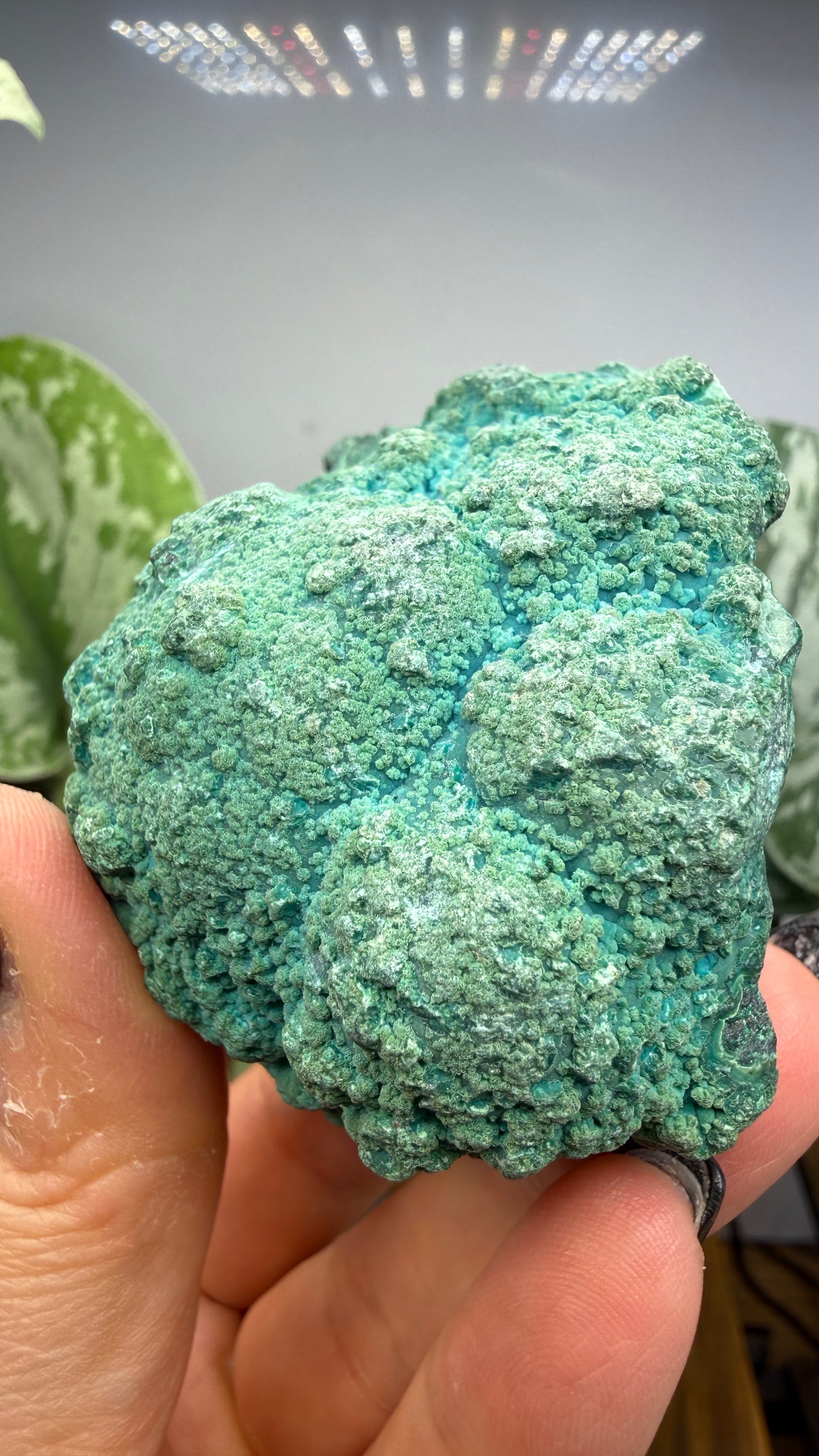 Chrysocolla- Democratic Republic of the Congo