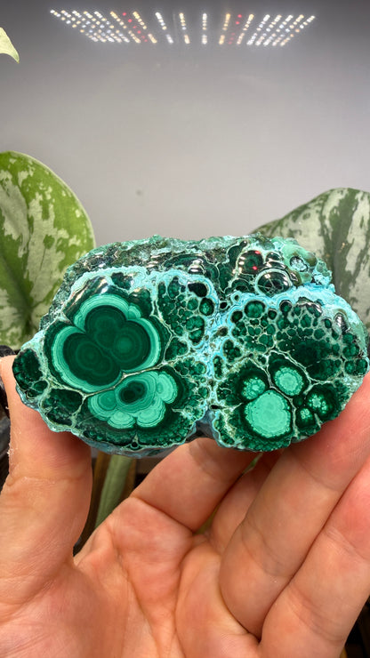 Malachite, Chrysocolla ("Malacholla")- Democratic Republic of the Congo (Slab) (Copy)