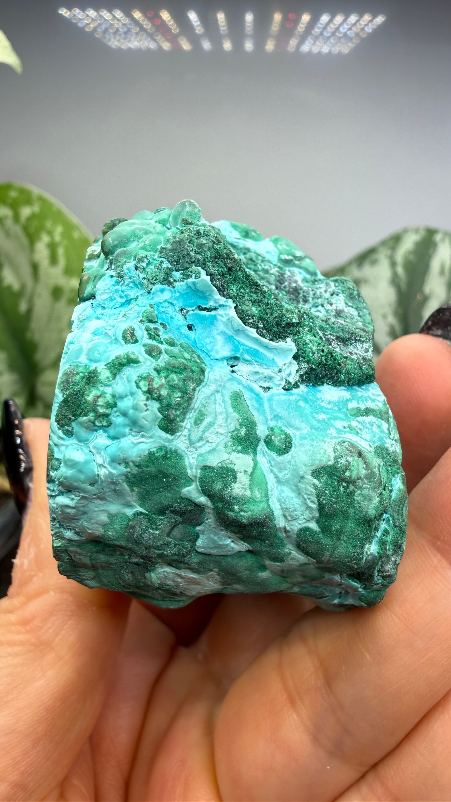 Malachite, Chrysocolla ("Malacholla")- Democratic Republic of the Congo (Slab) (Copy)