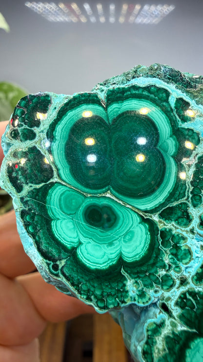 Malachite, Chrysocolla ("Malacholla")- Democratic Republic of the Congo (Slab) (Copy)
