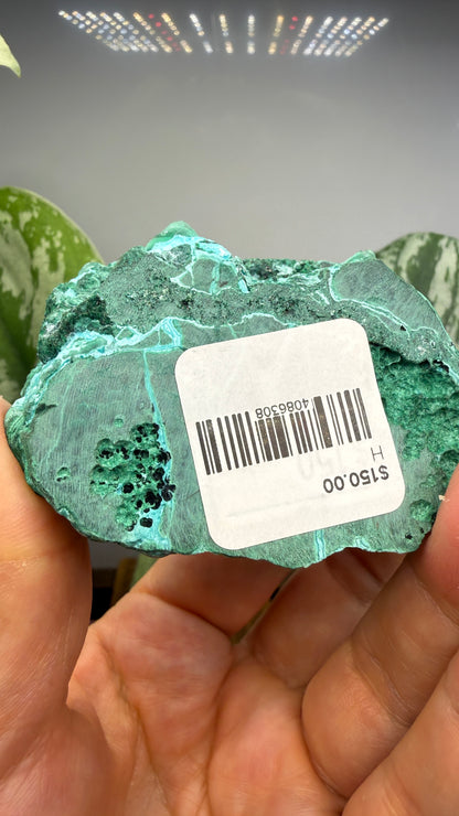 Malachite, Chrysocolla ("Malacholla")- Democratic Republic of the Congo (Slab) (Copy)