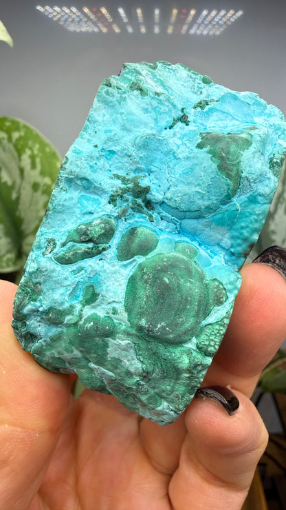 Malachite, Chrysocolla ("Malacholla")- Democratic Republic of the Congo (Slab) (Copy)