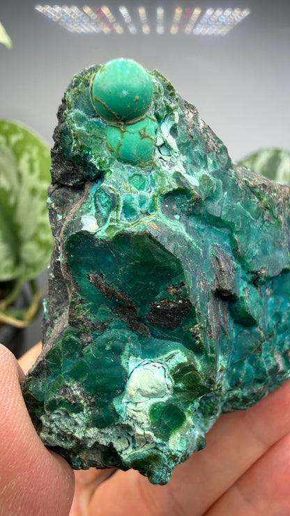 Chrysocolla- Arizona, USA