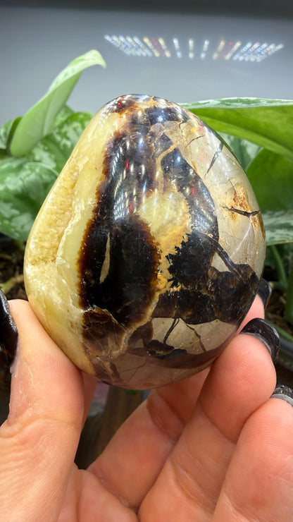 Septarian Egg- Madagascar