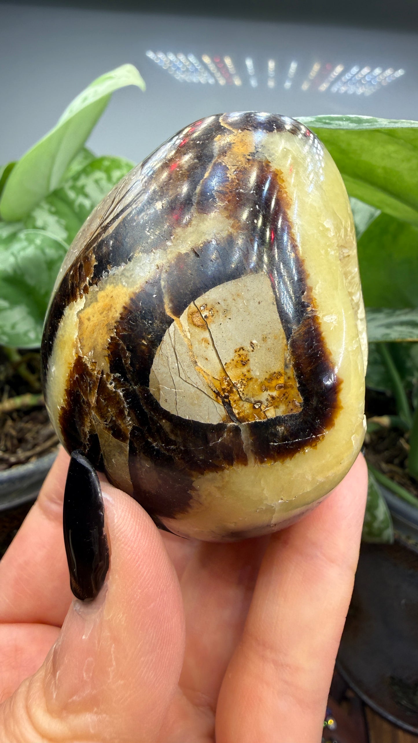 Septarian Egg- Madagascar