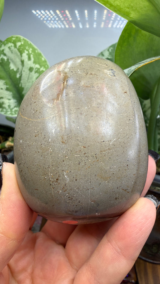 Septarian Freeform- Madagascar