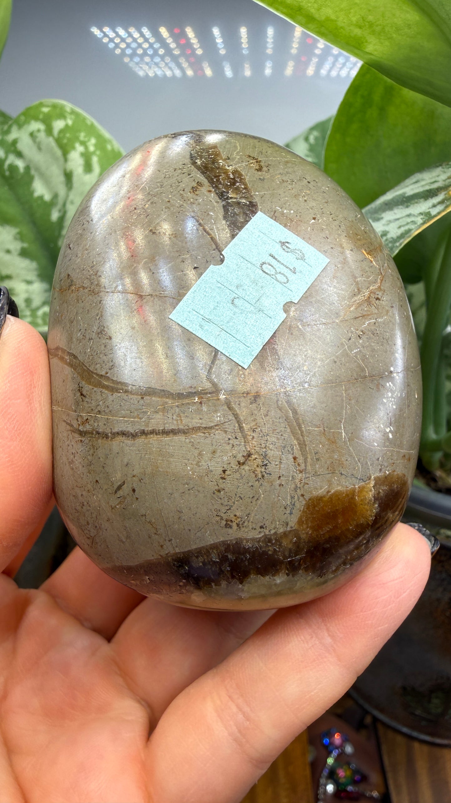 Septarian Freeform- Madagascar
