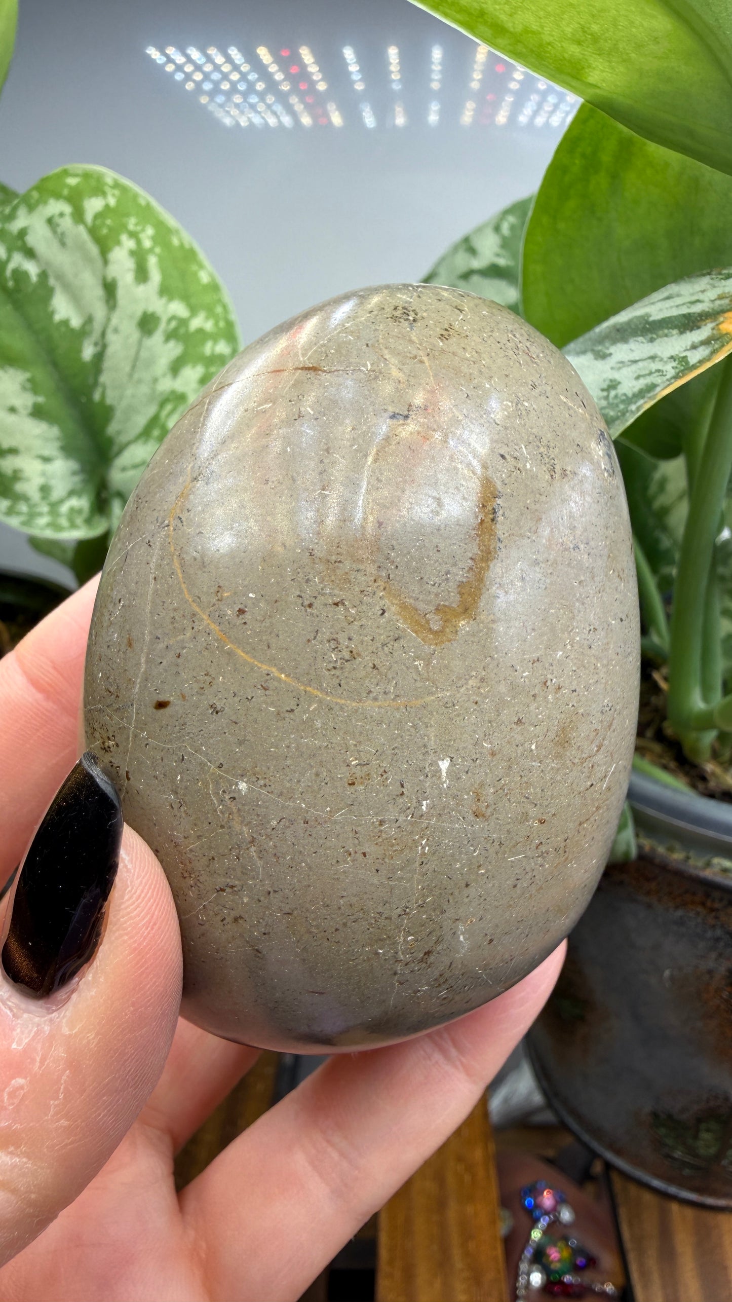 Septarian Freeform- Madagascar