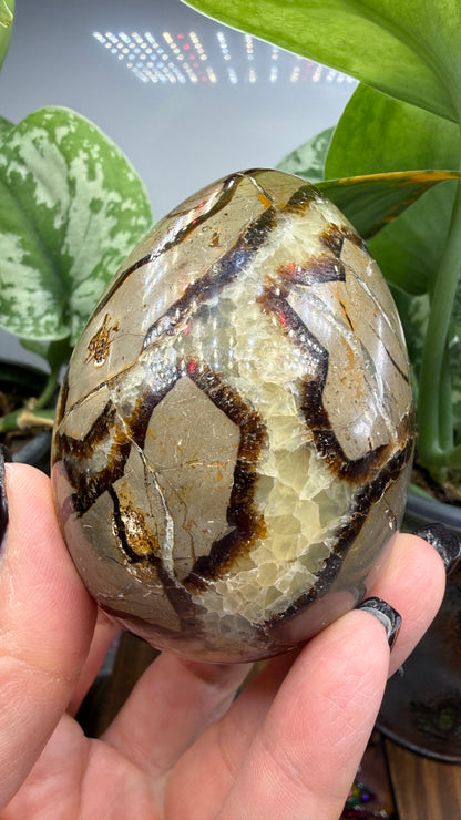 Septarian Egg- Madagascar