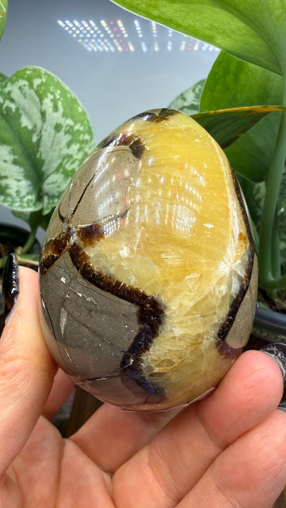 Septarian Egg- Madagascar