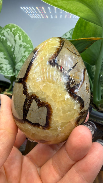 Septarian Egg- Madagascar